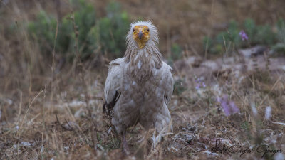 Egyptian Vulture - Neophron percnopterus - Küçük akbaba