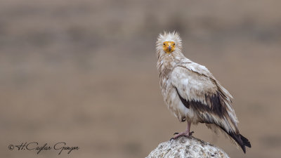 Egyptian Vulture - Neophron percnopterus - Küçük akbaba