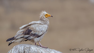Egyptian Vulture - Neophron percnopterus - Küçük akbaba