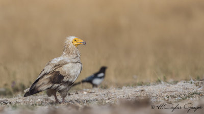 Egyptian Vulture - Neophron percnopterus - Küçük akbaba