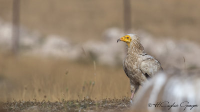Egyptian Vulture - Neophron percnopterus - Küçük akbaba
