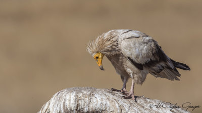 Egyptian Vulture - Neophron percnopterus - Küçük akbaba
