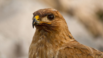 Long-legged Buzzard - Buteo rufinus - Kızıl şahin