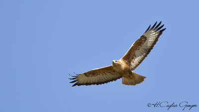 Long-legged Buzzard - Buteo rufinus - Kızıl şahin