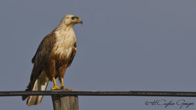 Long-legged Buzzard - Buteo rufinus - Kızıl şahin