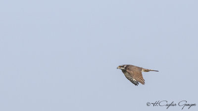 Northern Goshawk - Accipiter gentilis - Çakırkuşu