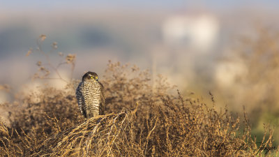 Eurasian Sparrowhawk - Accipiter nisus - Atmaca