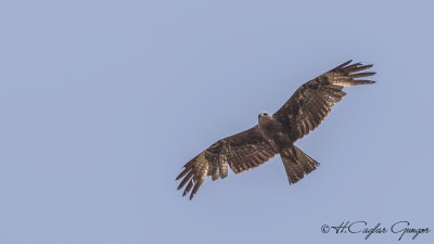 Black Kite - Milvus migrans - Kara çaylak