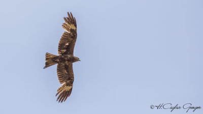 Black Kite - Milvus migrans - Kara çaylak