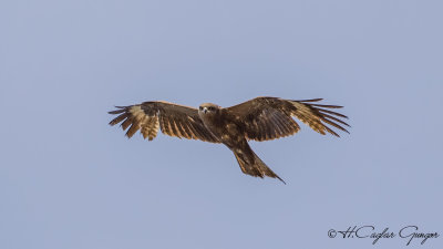 Black Kite - Milvus migrans - Kara çaylak