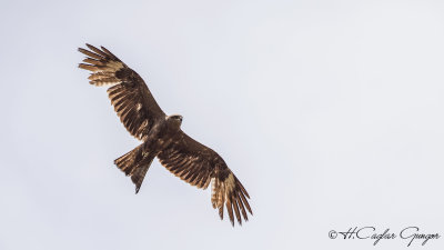 Black Kite - Milvus migrans - Kara çaylak