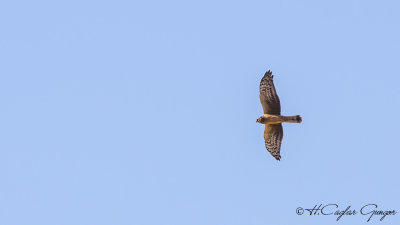 Hen Harrier - Circus cyaneus - Gökçe delice