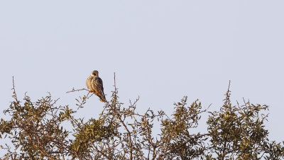 Red-footed Falcon - Falco vespertinus - Ala doğan