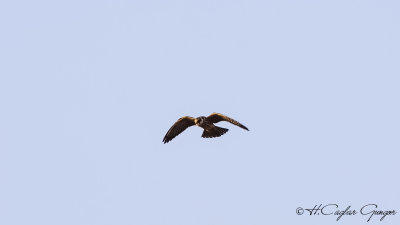 Red-footed Falcon - Falco vespertinus - Ala doğan