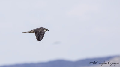Peregrine Falcon - Falco peregrinus - Gök doğan