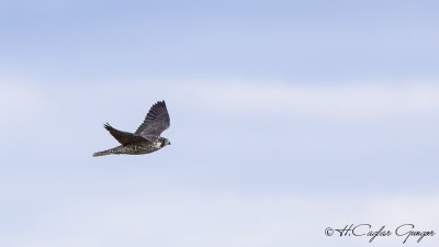 Peregrine Falcon - Falco peregrinus - Gök doğan