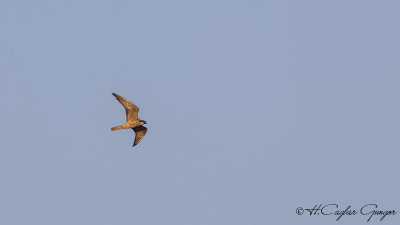 Eleonora`s Falcon - Falco eleonorae - Ada doğanı