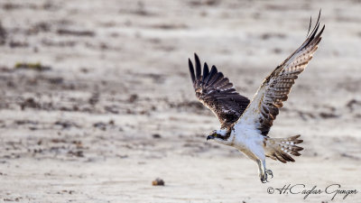Osprey - Pandion haliaetus - Balık kartalı