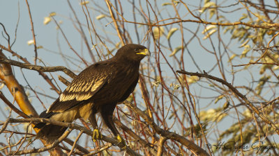Greater Spotted Eagle - Aquila clanga - Büyük orman kartalı