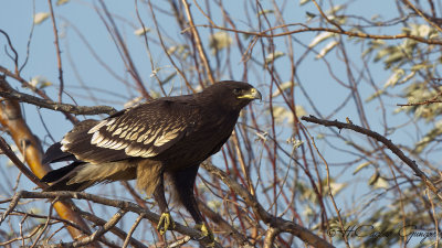 Greater Spotted Eagle - Aquila clanga - Büyük orman kartalı