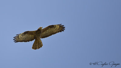 European Honey-Buzzard - Pernis apivorus - Arı şahini