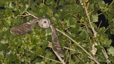 Tawny Owl - Strix aluco - Alaca baykuş