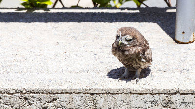 Little Owl - Athene noctua - Kukumav