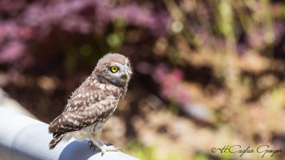 Little Owl - Athene noctua - Kukumav