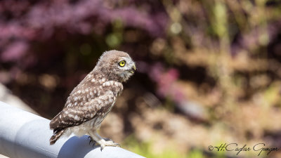 Little Owl - Athene noctua - Kukumav