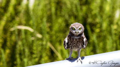 Little Owl - Athene noctua - Kukumav