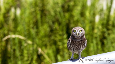Little Owl - Athene noctua - Kukumav