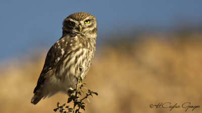 Little Owl - Athene noctua - Kukumav