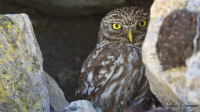 Little Owl - Athene noctua - Kukumav