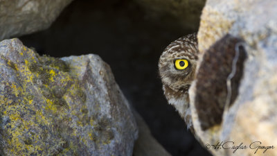 Little Owl - Athene noctua - Kukumav