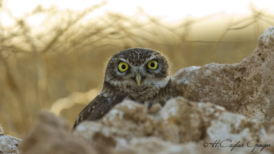 Little Owl - Athene noctua - Kukumav