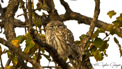 Little Owl - Athene noctua - Kukumav
