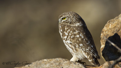 Little Owl - Athene noctua - Kukumav