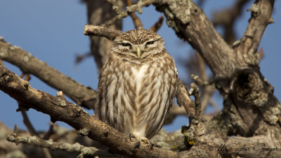 Little Owl - Athene noctua - Kukumav