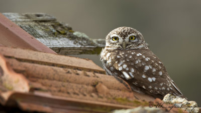 Little Owl - Athene noctua - Kukumav
