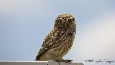 Little Owl - Athene noctua - Kukumav