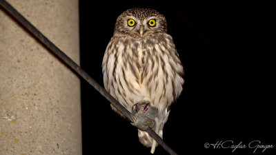 Little Owl - Athene noctua - Kukumav