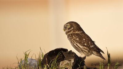 Little Owl - Athene noctua - Kukumav