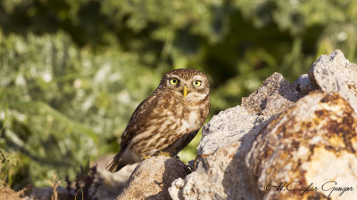 Little Owl - Athene noctua - Kukumav