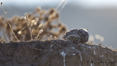 Little Owl - Athene noctua - Kukumav