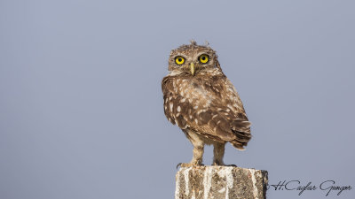 Little Owl - Athene noctua - Kukumav