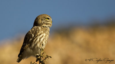 Little Owl - Athene noctua - Kukumav
