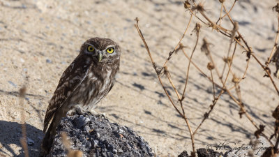 Little Owl - Athene noctua - Kukumav