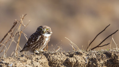 Little Owl - Athene noctua - Kukumav