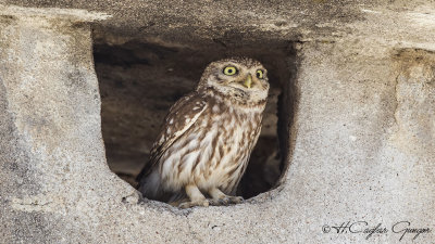 Little Owl - Athene noctua - Kukumav