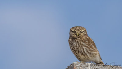 Little Owl - Athene noctua - Kukumav